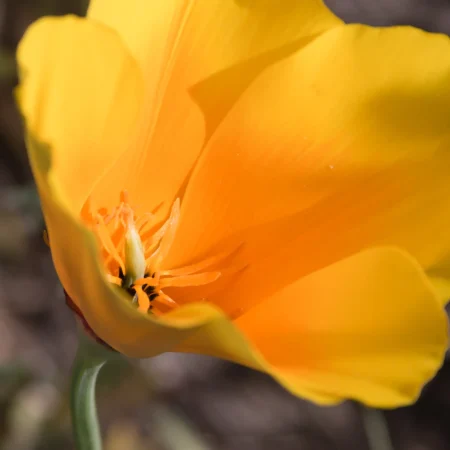 disparo-de-enfoque-selectivo-de-una-hermosa-amapola-de-california-amarilla
